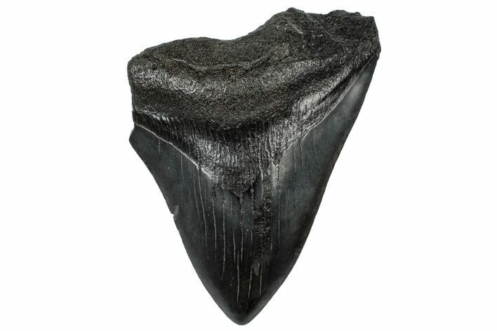 Bargain, Fossil Megalodon Tooth - South Carolina #301816